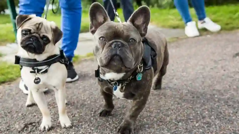 dog harness