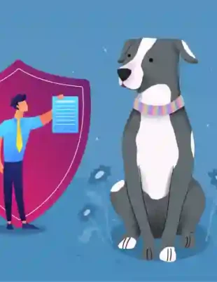 Dog Insurance