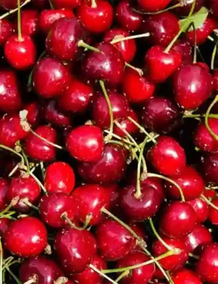 Cherries